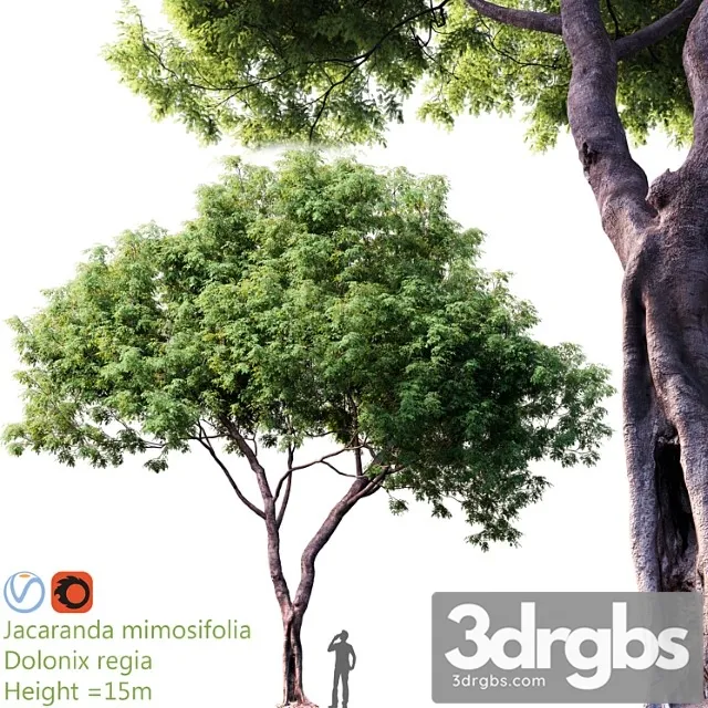 Jacaranda mimosifolia - dolonix regia