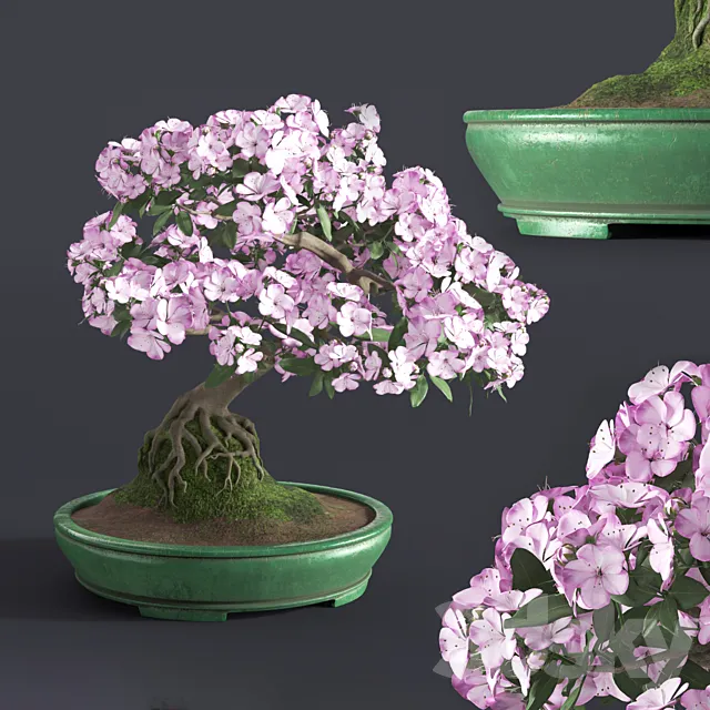 Japanese azalea bonsai 3DModel