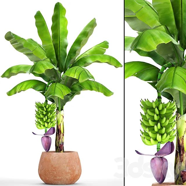 Japanese banana 1. Banana palm with fruits pot flowerpot bush colorful decorative exotic fruit flower clay clinker 3D Model