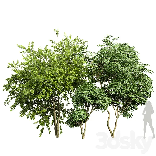 Japanese Cherry Leaf and Water gum-3 trees 3D Model