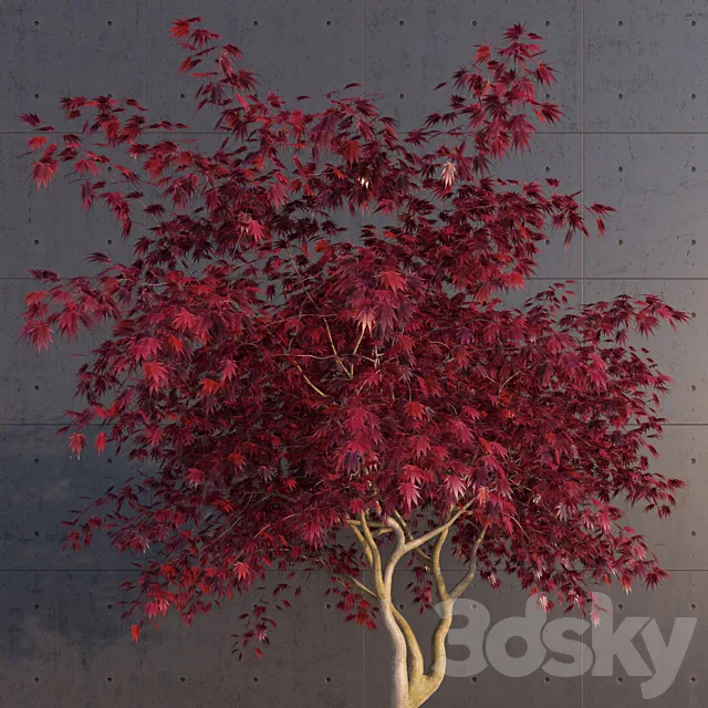 Japanese Maple 3DModel