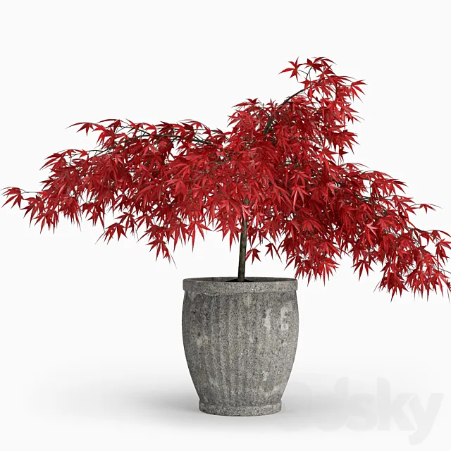 Japanese Maple (Lat. Ácer japónicum) 3D Model