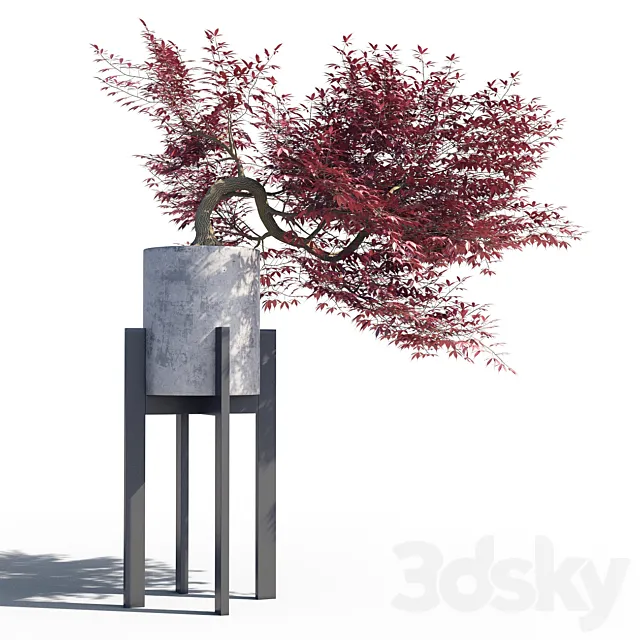 Japanese maple pot 3 3D Model