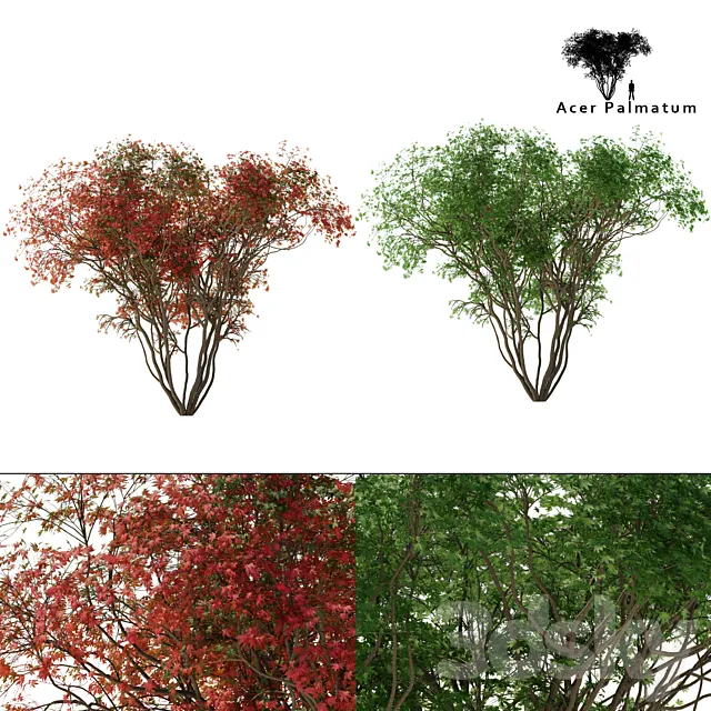 Japanese maple season 2 | Acer palmatum tree 3D Model