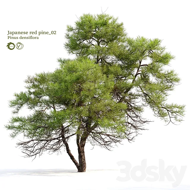 Japanese red pine 02 3D Model