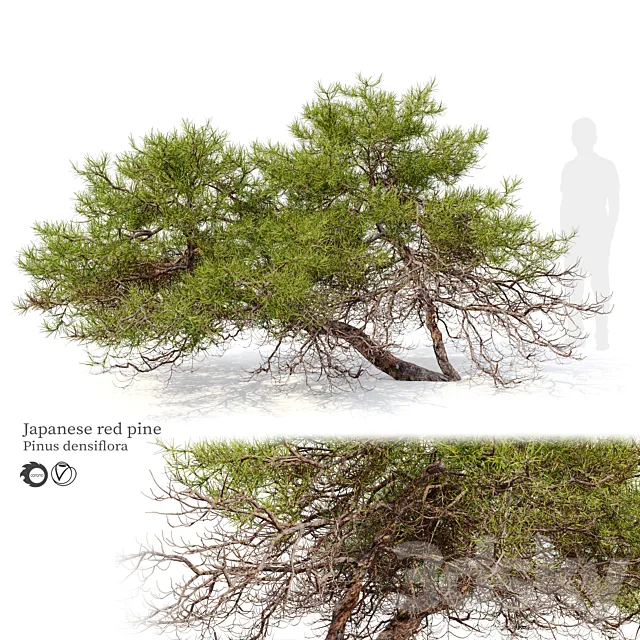 Japanese red pine Free Download