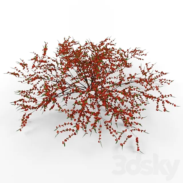 Japonica 3D Model