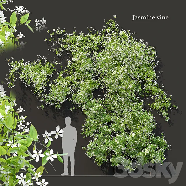 Jasmine vine 3D Model
