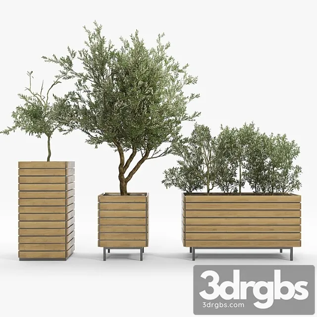 Jasper Rectangle Planter Olea Europaea 3D Model Free