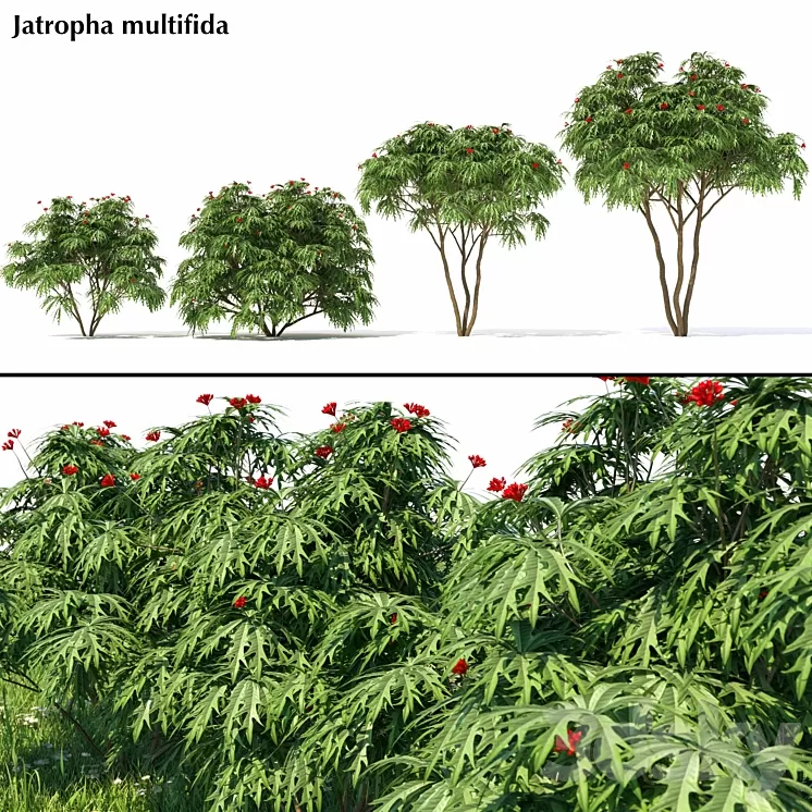 Jatropha multifida 3D Model