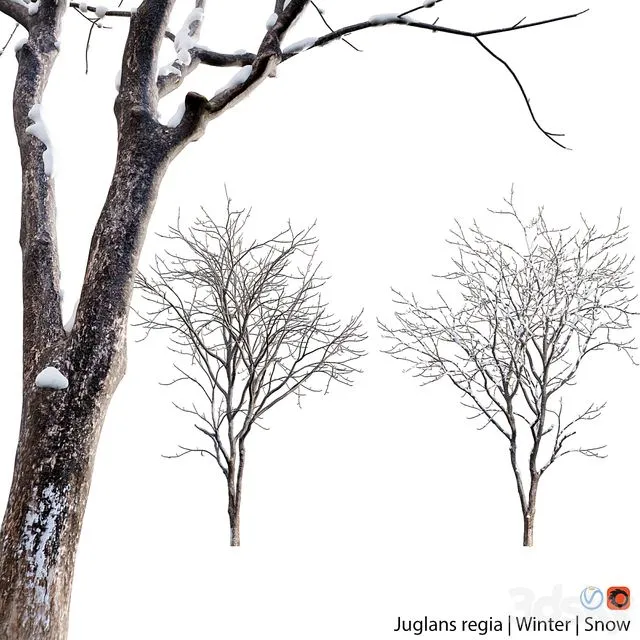 Juglans regia - Common walnut - winter - snow 3D Model