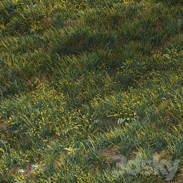 June grass 3D Model