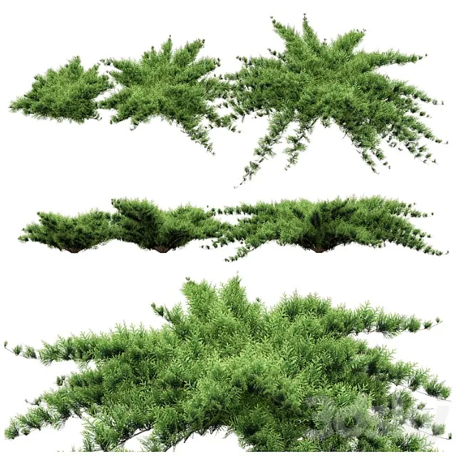 Juniper 4 3D Model Free
