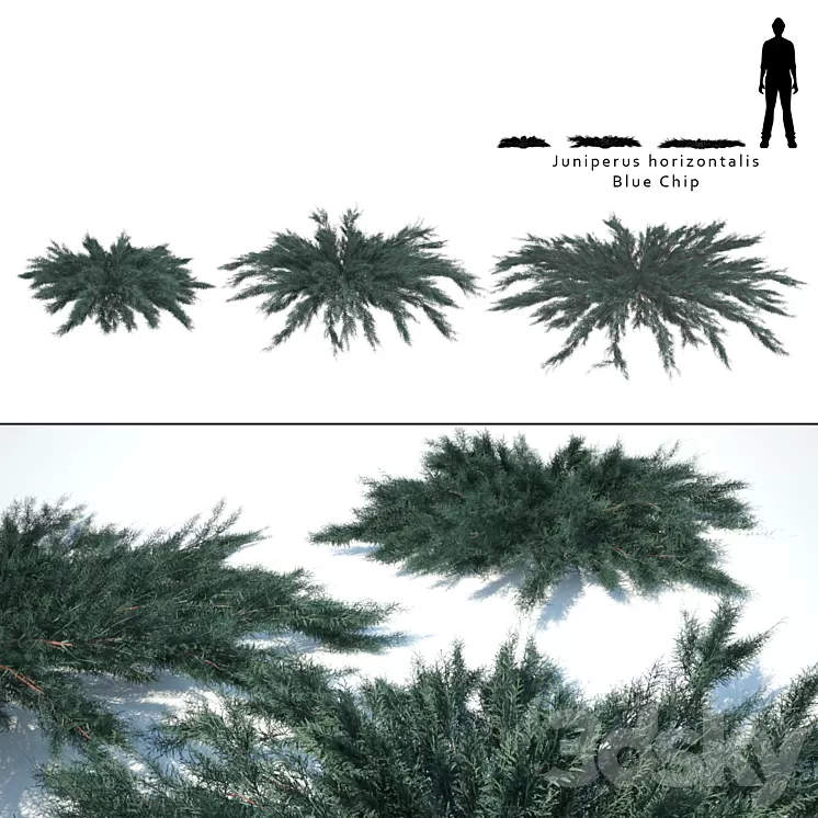 Juniper horizontal | Juniperus horizontalis Blue Chip 3D Model