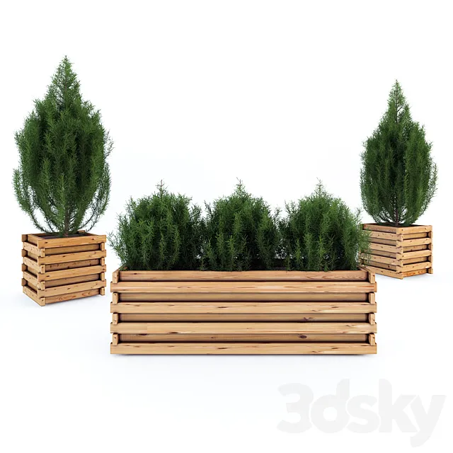 Juniper in tubs 3D Model