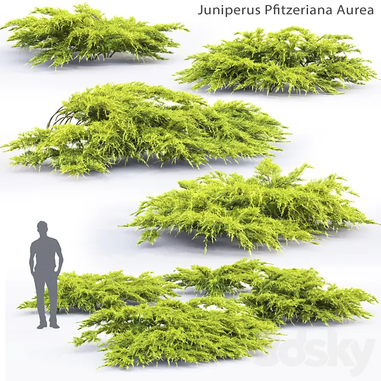 Juniper Medium Aurea | Juniperus Pfitzeriana Aurea # 1 3D Model