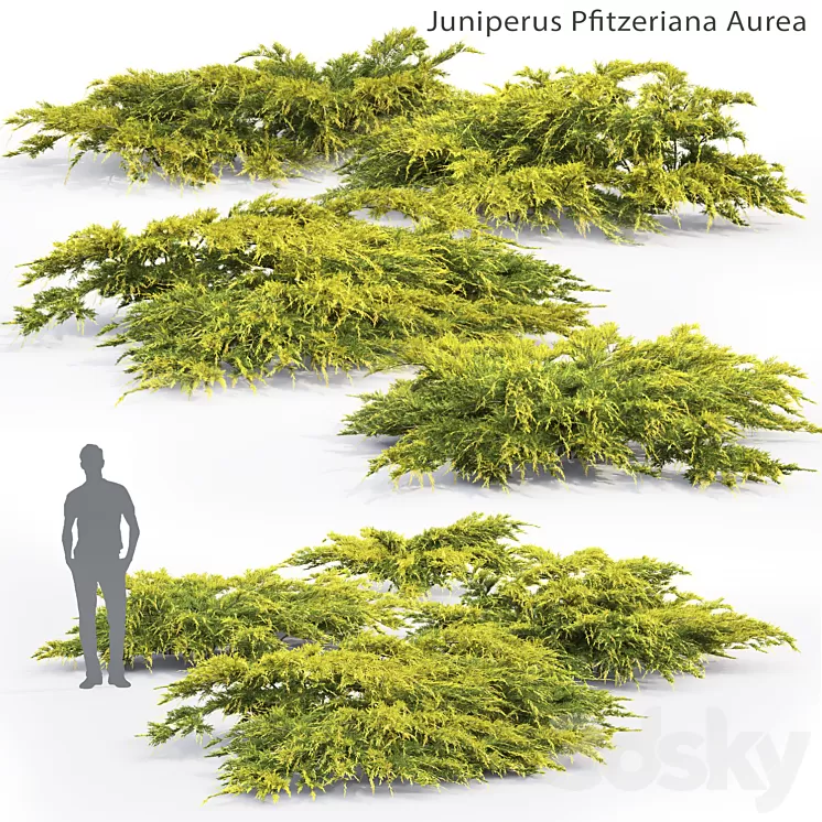Juniper Medium Aurea | Juniperus Pfitzeriana Aurea # 2 3D Model