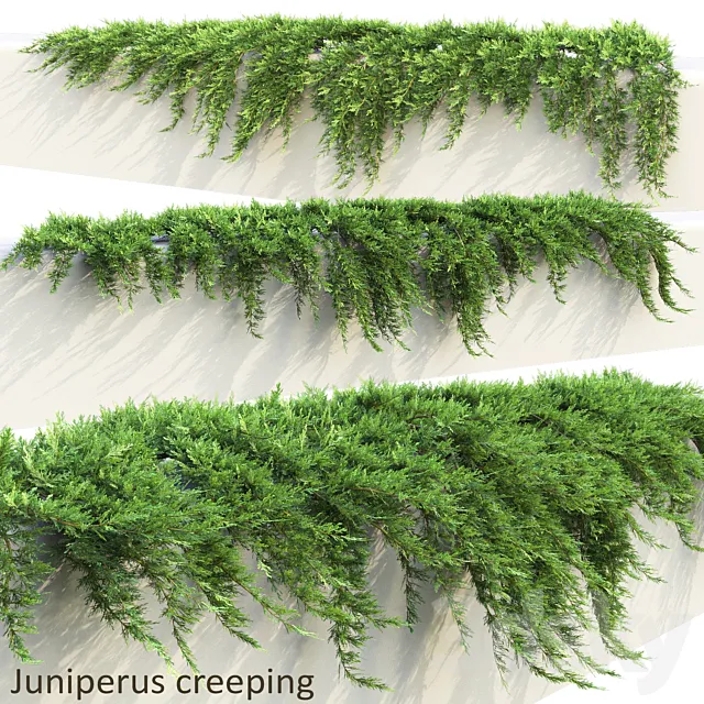 Juniper on retaining wall | Juniperus creeping # 1 3D Model