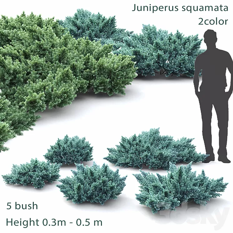 Juniper squamata # 1 3D Model