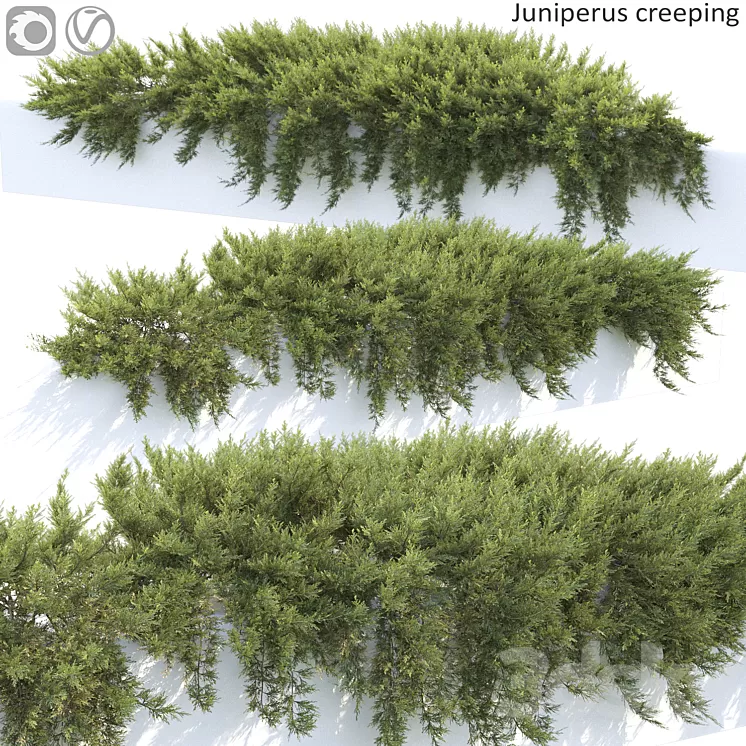 Juniperus 3D Model
