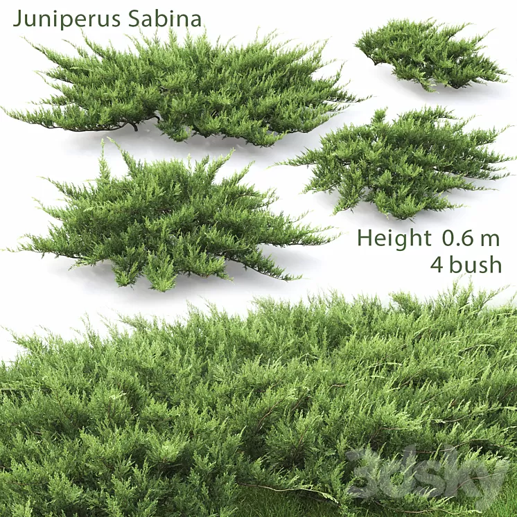 Juniperus 3D Model