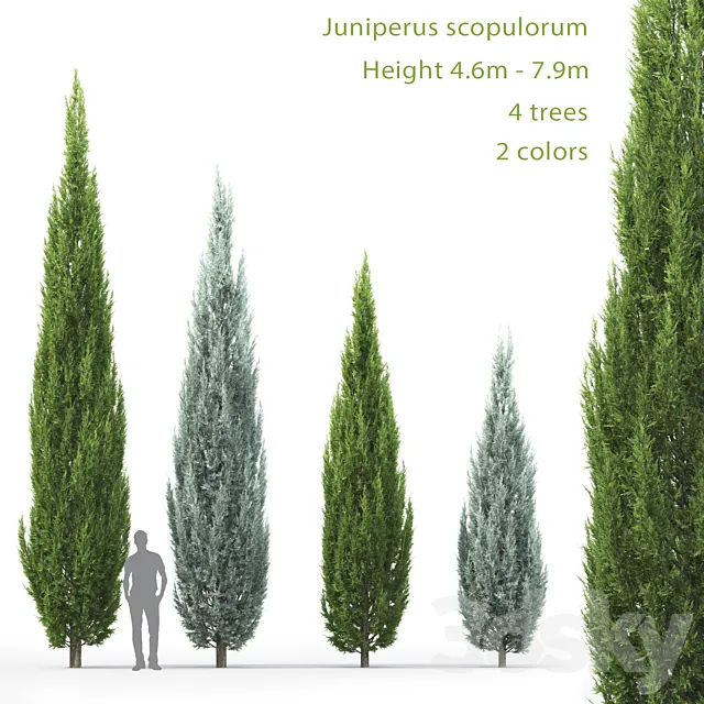 Juniperus 3DModel