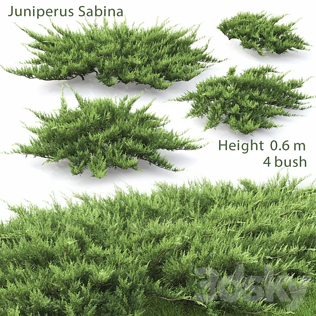 Juniperus 3DModel