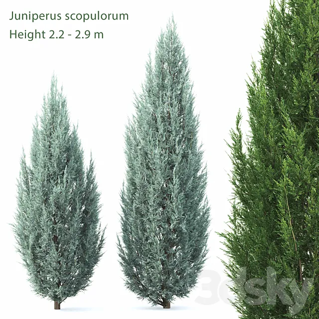 Juniperus Free Download