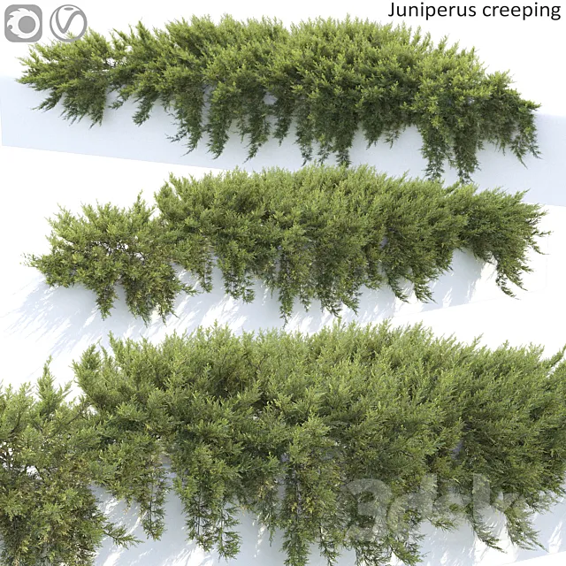 Juniperus 3DModel