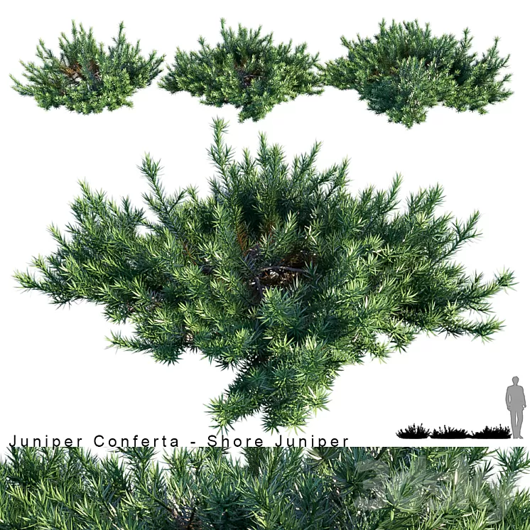 Juniperus Conferta | Shore juniper 3D Model