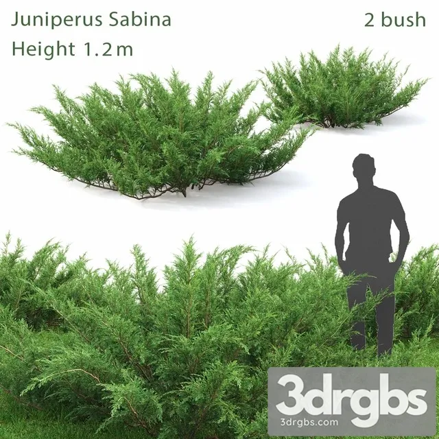 Juniperus Cossack 1 3D Model Free