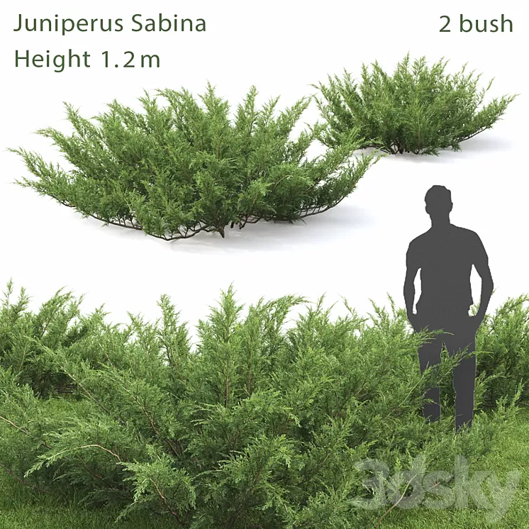 Juniperus Cossack # 1 3D Model