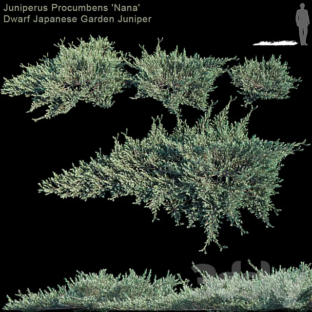 Juniperus Procumbens "Nana" | Dwarf Japanese Garden Juniper 3D Model
