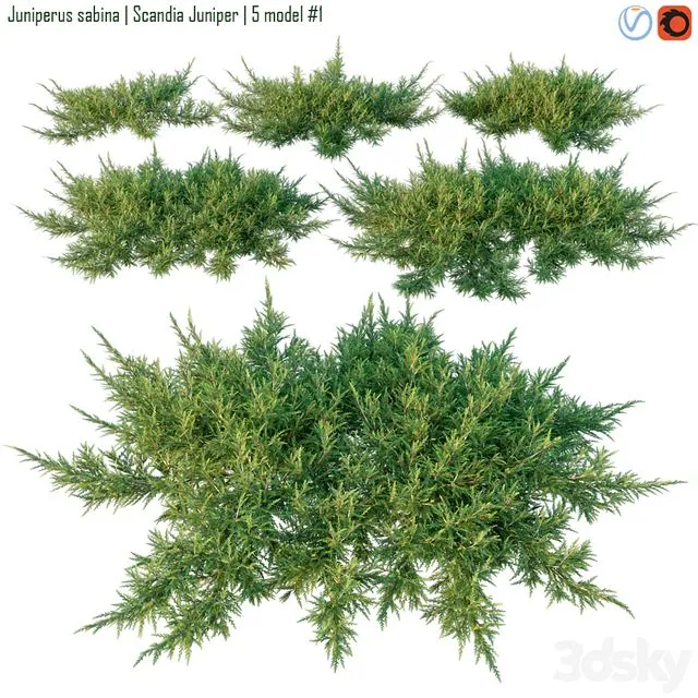 Juniperus sabina Scandia juniper 3D Model