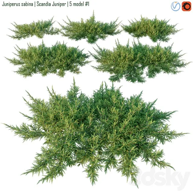 Juniperus Sabina Scandia Juniper 3D Model Free