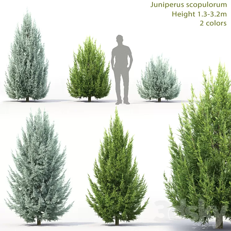Juniperus scopulorum # 3 3D Model