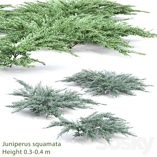 Juniperus squamata # 2 3DModel