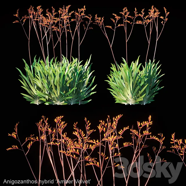 Kangaroo Paw | Anigozanthos hybrid Amber Velvet 3D Model