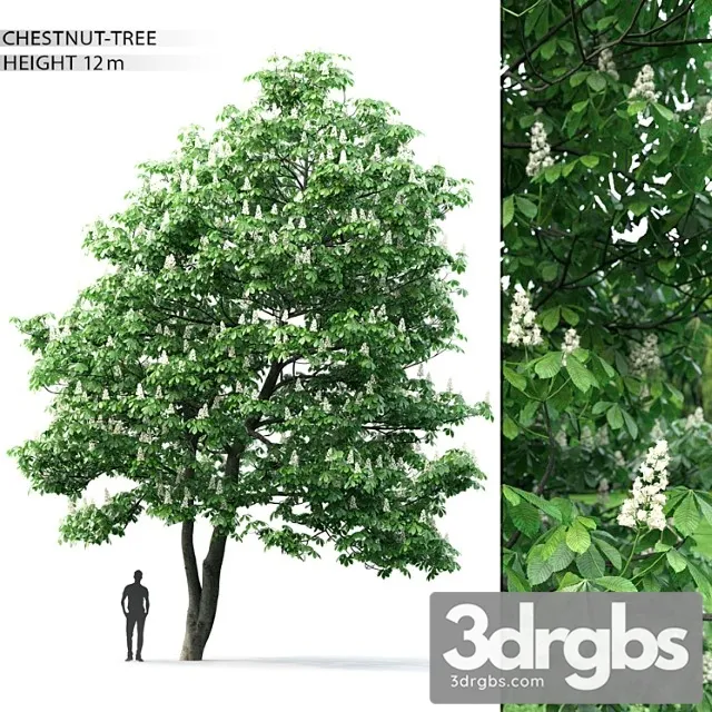 Kashtan Tree 2 3D Model Free
