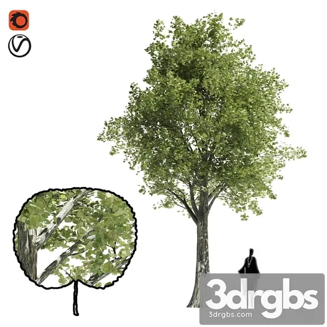 Katsura Tree Low Poly 3D Model Free