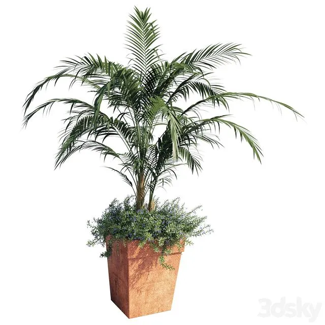 Kentia palm 3D Model