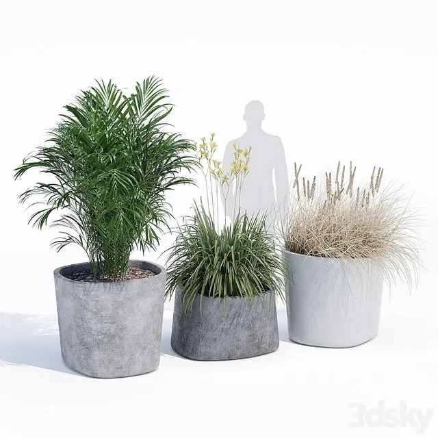 Kingkong plants outdoor 3D Model
