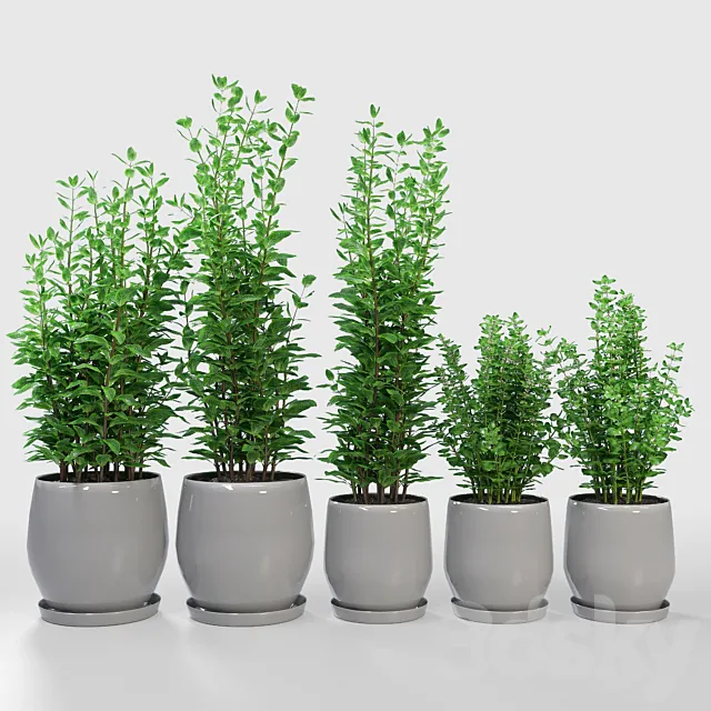 Kitchen Plant - Campana Gray Planters 3DModel