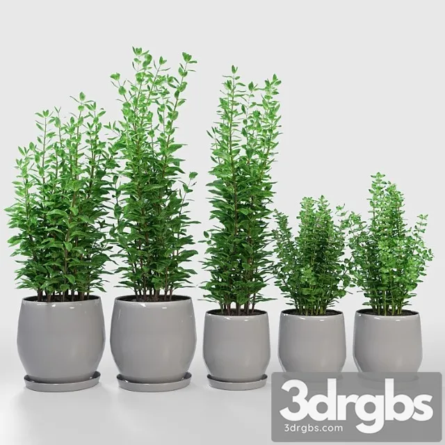 Kitchen plant - campana gray planters