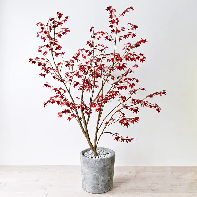 Krasnolistnyh Maple (Maple tree) 3DModel