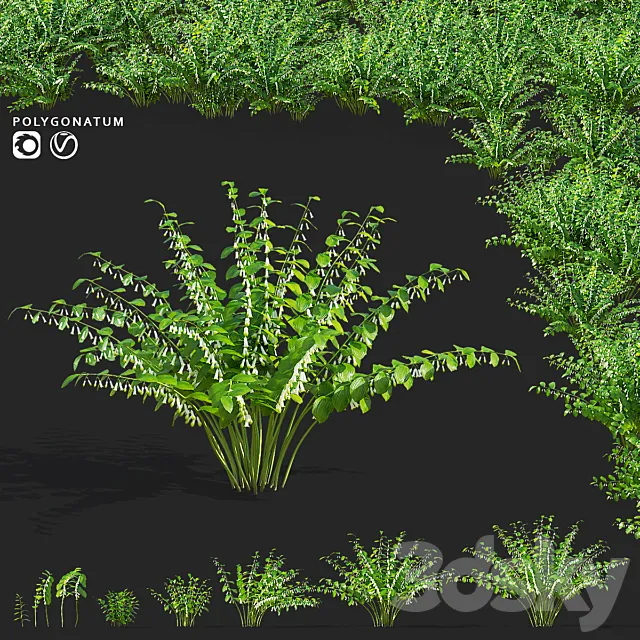 Kupena flowers | Polygonatum 3D Model