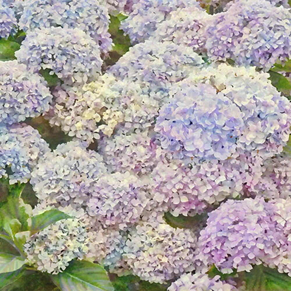 La Stanza - Flora 800285 3D Model