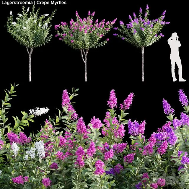 Lagerstroemia Crepe Myrtles 01 3D Model