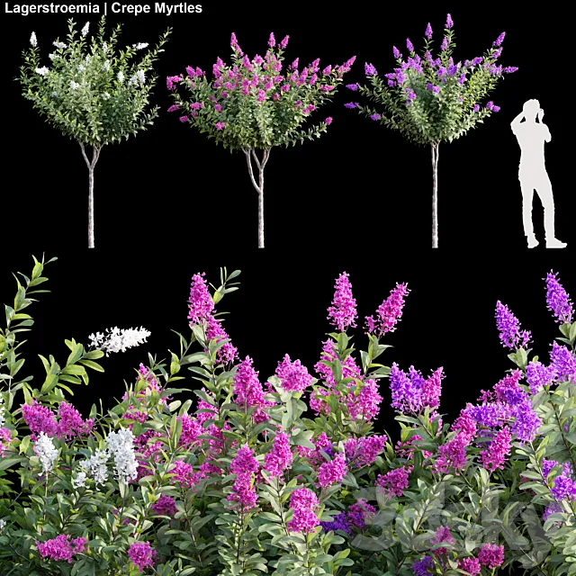 Lagerstroemia | Crepe Myrtles 01 Free Download