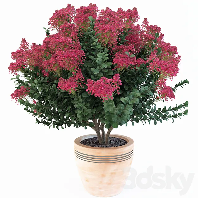 Lagerstroemia indica 3DModel